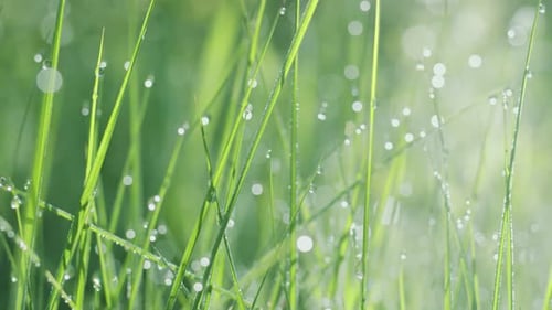 green spring grass with large dew drops on a sunny morning day.