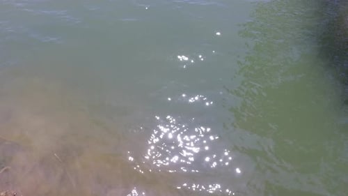 Sunlight flecks dance on the tranquil surface of a muddy river
