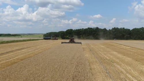 A lot of trucks on the background of combine harvester on the field
