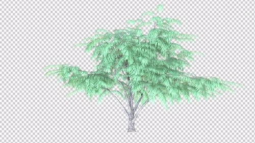Animated Green Tree with Swaying Leaves and Alpha Channel