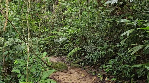 A mysterious path in the middle of tropical jungle, surrounded by green bushes, leaves and ferns
