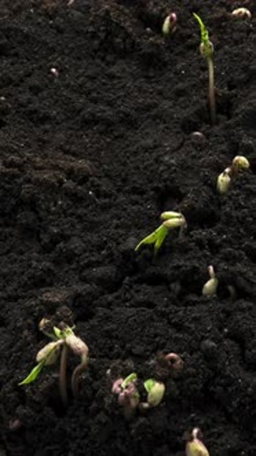 Sprouts Germination Newborn Pea Plant in Greenhouse