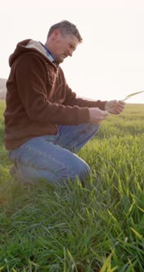 Farmer Agronomist Man Checking Health of Vegetable or Plant Seedling