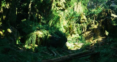 Lush Green Forest Showcasing Vibrant Foliage and Ancient Rock Formations