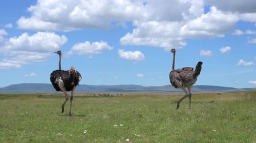 Ostriches running in slow motion on a grassy field against a cloudy blue sky in Kenya