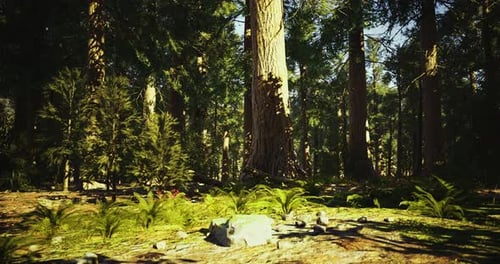 Lush Green Forest with Tall Trees and Vibrant Foliage in Bright Sunlight