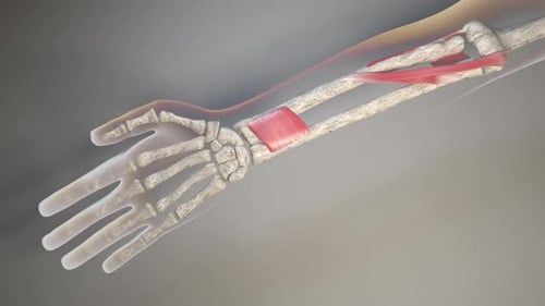 Human Forearm Bones and Muscles Anatomy Movement