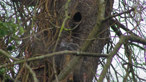 Gray Squirrel sitting on branching holding it's tail then begins to groom it. Day time UK Borehamwoo