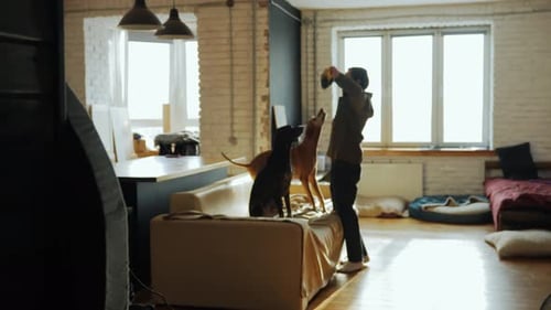 Funny Games of the Owner and Two Dogs at Home