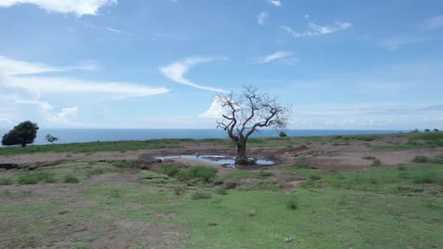 Scenic Dry Landscape with Lonely Tree and Ocean View on a Sunny Day