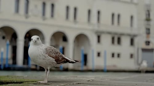 Juvenile Herring Gull Against Building With Arches