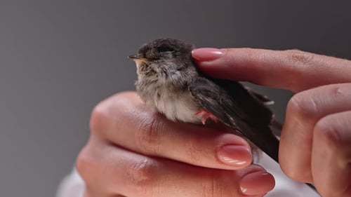 Woman Gently Petting a Small Bird on Hand