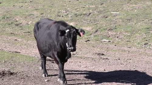 Black cow casts dark shadow and walks into shade