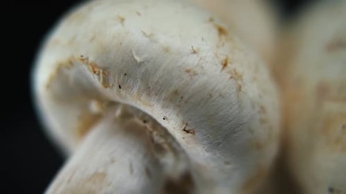 video of a pile of mushrooms, detailed RAW champignons, white caps, on a rotating stand, smooth move