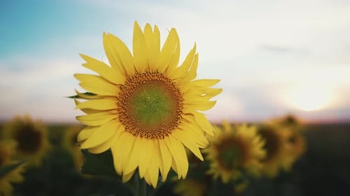 Close Up Selective Focus on Sunflower in Sunflowers Farm Field Summertime Agricultural Nature