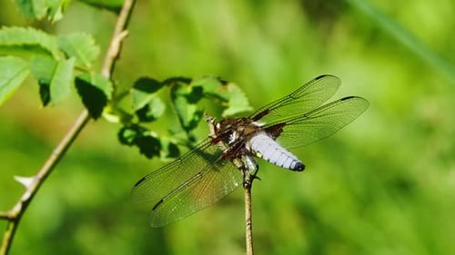 Libellula depressa Libelle thront mit ausgestreckten, durchsichtigen Flügeln und grünem Bokeh-Hintergrund