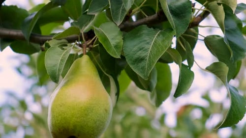 a Pear Grows on a Tree in the Garden Selective Focus