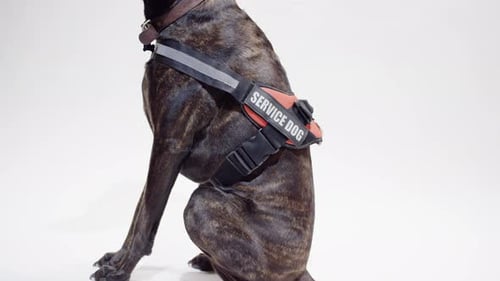 Brindle Dog Sits Wearing Service Dog Vest
