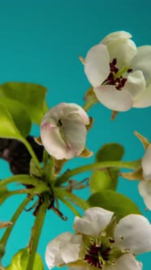 Flowers Blooming on a Branch in Time Lapse