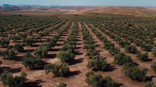 Drone Shot of Agriculture Olive Tree Farm Fields