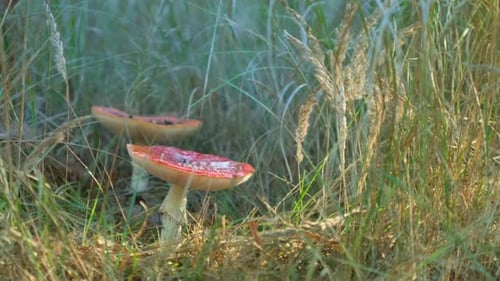 Fly agaric mushroom grows in the forest