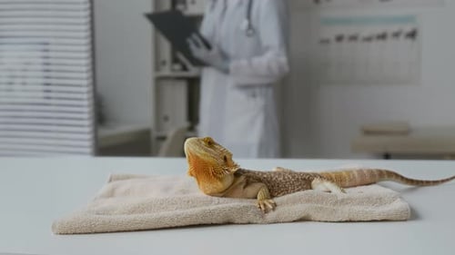 Bearded Dragon Lying on a Table