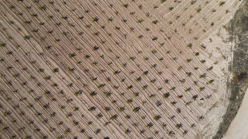 Aerial View of Young Vineyard and Rural Landscape