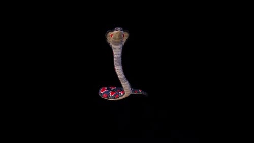 Realistic 3D Cobra Snake Animation with Transparent Background