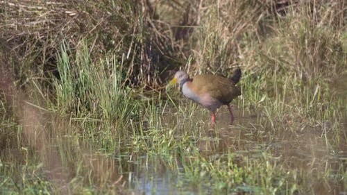 Grey Necked Wood Rail Walking in Wetlands