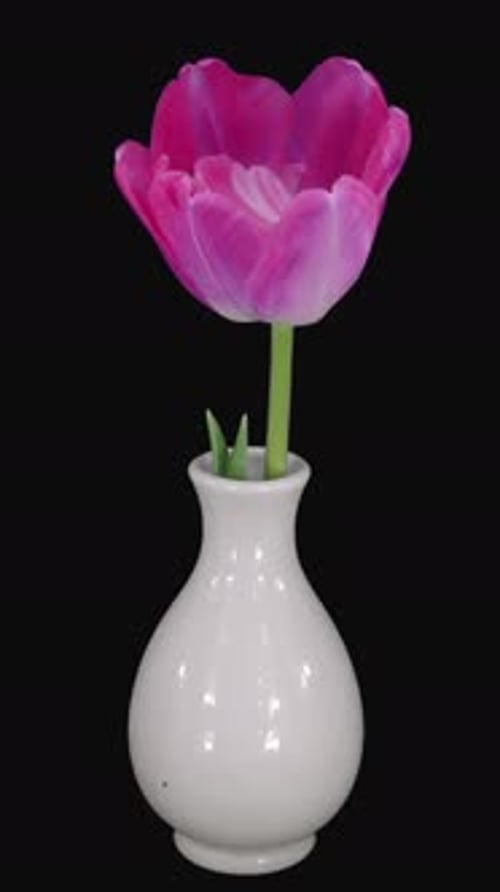 Pink Tulip in White Vase on Black Background