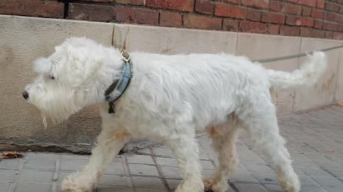 Fluffy Dog Walking on Sidewalk in City