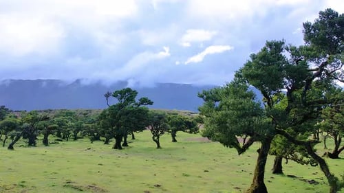 Fanal Forest on Madeira Island