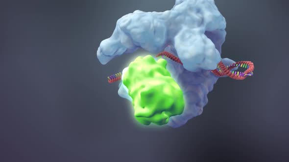 3D Animation of DNA Transcription and RNA Synthesis, Backgrounds Motion ...