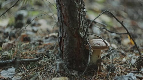 Mushroom with Brown Cap and Thick Stem Growing at the Base of Forest Tree