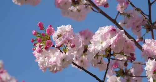 Zarte Kirschblüten erblühen vor einem strahlend blauen Himmel und läuten den Frühling ein