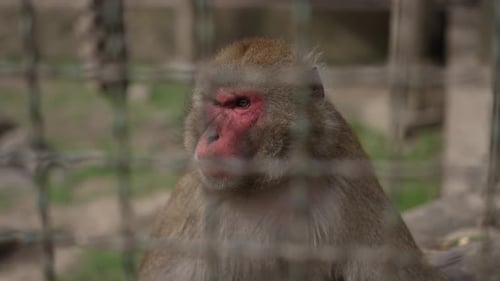Affe hinter Gittern im Zoo — Konzept für gefangene Tiere