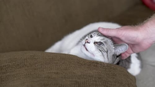 Relaxing Cat Enjoys Gentle Petting on Couch