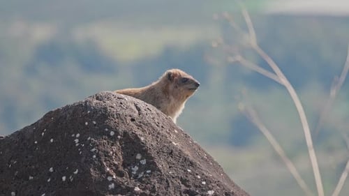 Rock Hyrax