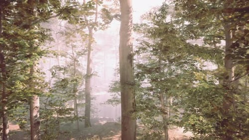 Beautiful Sunny Silhouetted Forest with Sunbeams Through Fog