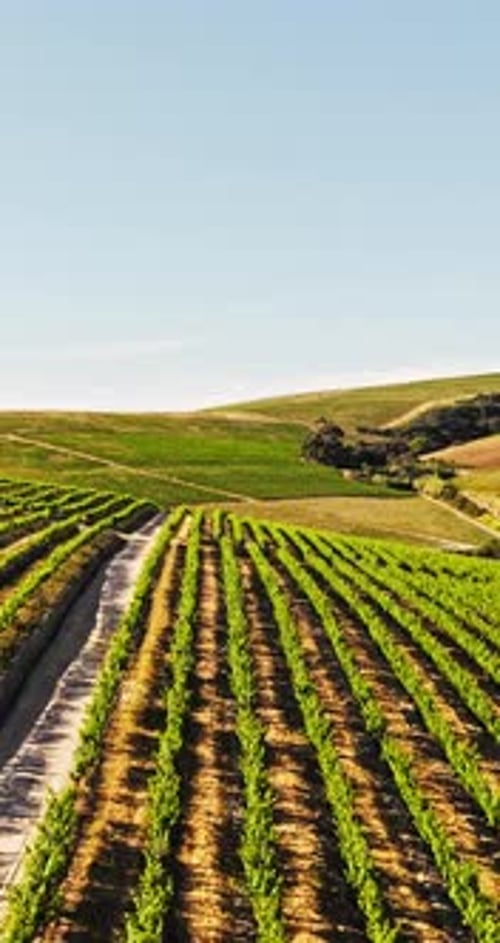 Nature, farm and aerial of vineyard with rows for wine production, growth and grapes harvest