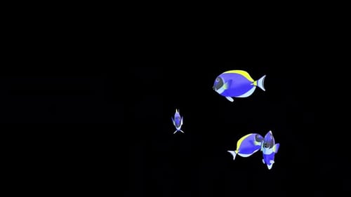 Blauer Tangfisch 2