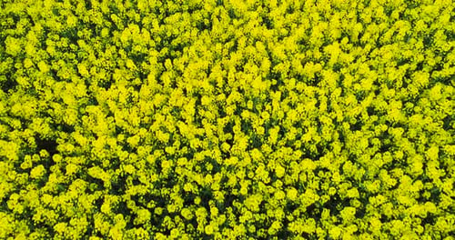 Oilseed Rape Field Canola Blooming Agriculture Growth Ecology