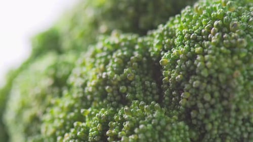 Macro footage of fresh broccoli. Close-up view of green cabbage