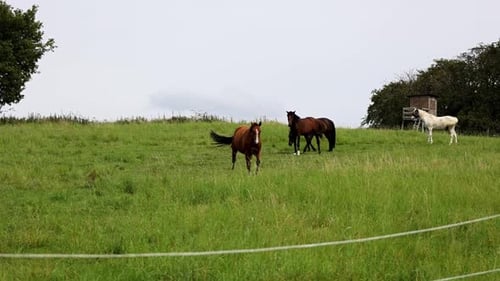 Closeup shot of beautiful horses grazing in a field on green lush grass