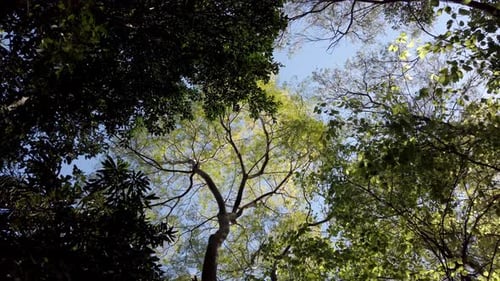 Looking Up To The Sky Through Trees In Summer - low angle shot