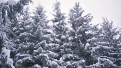 Schnee in Zeitlupe schneit im Winterwald