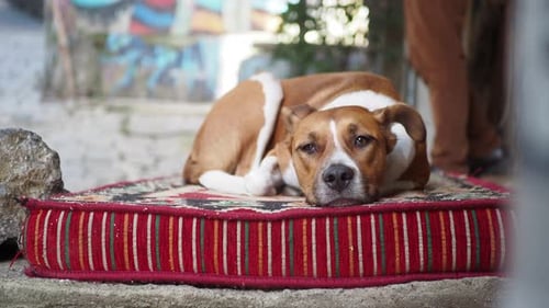 Repose-chien marron et blanc sur un coussin rayé avec confort