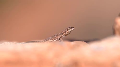 Closeup view of desert lizard