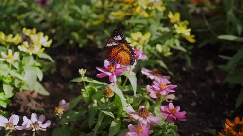 Vibrant Butterfly Perched on Colorful Flower in Sunlit Garden Beauty