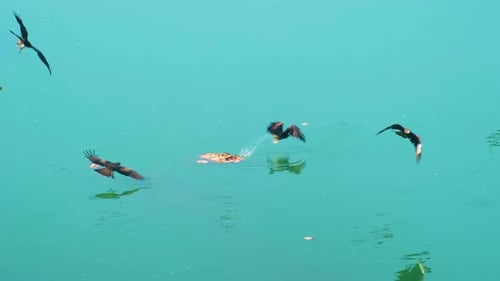 Birds swoop at dead animal floating in the water